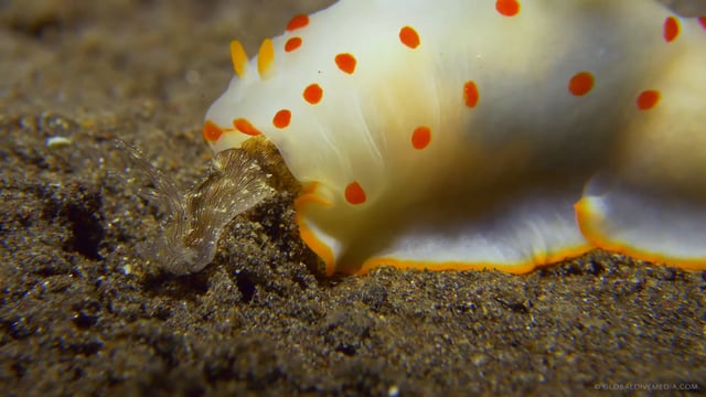 A day in a Sea hare life
