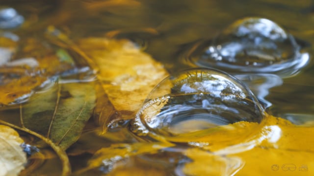 Autumn Impressions
